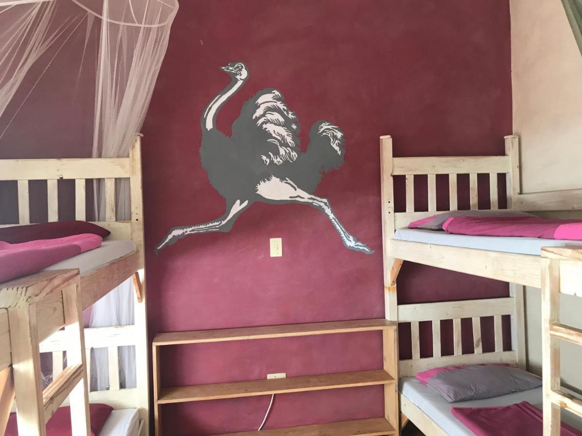 Paradisegarden Backpackers Windhuk Zewnętrze zdjęcie